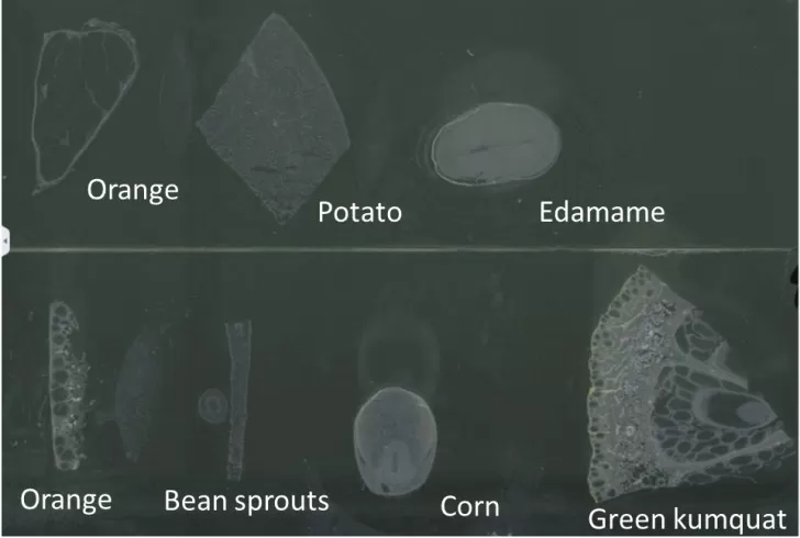 Figure 5: Representative Cryosections of Diverse Plant Tissues for Spatial Metabolomics and Mass Spectrometry Imaging (MSI)